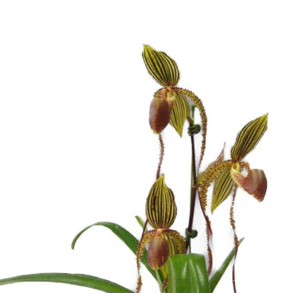 花なし株】 パフィオペディラム プリンスエドワードオブヨーク