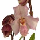 �ڲ֤ʤ����� �ѥե����ڥǥ���� �֥�å����������� Paph.Black Diamond ���ۼ� 3��ȭ 20cm ���֥�����(BS)