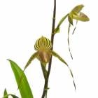 �ڲ֤ʤ����� �ѥե����ڥǥ���� ��ǥ��������٥� Paph.Lady Isabel ���ۼ� 4��ȭ 30cm ���֥�����(BS)