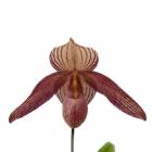 ڲ֤ʤ ѥեڥǥ ǥ Paph.Delrosi ۼ 3ȭ 25cm ֥(BS)