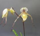 �ѥե����ڥǥ���� ����ȥ�������<BR>Paph.St.Swithin�ڲ֤ʤ�����
