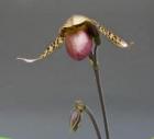 �ѥե����ڥǥ���� �ȥ�󥹥С���<BR>Paph.Transvaal�ڲ֤ʤ�����