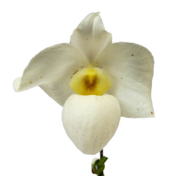 �ڲ֤ʤ����� �ѥե����ڥǥ���� �����˥ۥ磻�� Paph.Armeni White ���ۼ� 3��ȭ 20cm ���֥�����(BS)