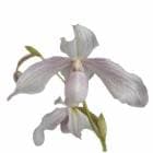 ڲ֤ʤ ѥեڥǥ ɥ ȡ Paph.Doctor Toot ۼ 3.5ȭ 25cm ֥(BS)