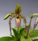 �ѥե����ڥǥ���� ���ɥޡ���<BR>Paph.Land Mark (glaucophyllum x sanderianum)�ڲ֤ʤ�����