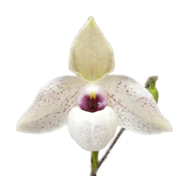 �ڲ֤ʤ����� �ѥե����ڥǥ���� ���쥤�����ݥ����å� Paph.Lynleigh Koopwitz ���ۼ� ˧�ᤢ�� 3��ȭ 20cm ���֥�����(BS)