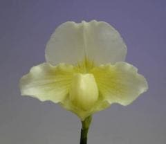 ѥեڥǥ ɡ ƥԥ塼ƥPaph.Meadow Sweet Purity AM/RHSڲ֤ʤ