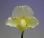 �ѥե����ڥǥ���� ��ɡ����������� �ƥԥ塼��ƥ�����<BR>Paph.Meadow Sweet ��Purity�� AM/RHS�ڲ֤ʤ�����