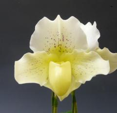 �ѥե����ڥǥ���� �ۥ磻�ȥ������� �ƥۥ磻�ȥ�������Paph.White Queen ��White Sky�ǡڲ֤ʤ�����