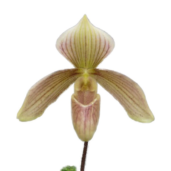 �ڲ֤ʤ����� �ѥե����ڥǥ���� ����ӥ� Paph.Olivia ���ۼ� 3��ȭ 25cm ���֥�����(BS)