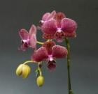 ɥƥΥץ 롼<BR>Dtps.Taida Saluڲ֤ʤ