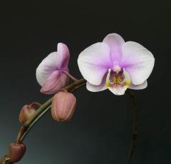 �ɥ�ƥΥץ��� ���ޥ󥹥Х�󥿥���Dtps.Romance Valentine�ڲ֤ʤ�����