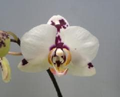 �ե���Υץ��� ���С����ץ��Phal.Ever Spring�ڲ֤ʤ�����