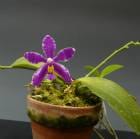 եΥץ ץ륯 ƥ<BR>Phal.pulchra Oscarǡڲ֤ʤۡڸۡ祵ȭ