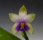 �ե���Υץ��� �٥꡼�ʡ�=�ӥ��饻���� �֥롼�ԥ�<BR>Phal.bellina(=violacea) (Blue Pink)�ڲ֤ʤ�����