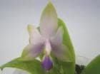 �ե���Υץ��� �ӥ��饻�� ����쥢<BR>Phal.violacea var. coerulea�ڲ֤ʤ�����