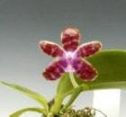 �ե���Υץ��� �Х��ƥ����ˡ�<BR>Phal.bastianii�ڲ֤ʤ�����