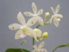 �ե���Υץ��� ���ڥ����� �ƥȥ饹�ԥ�<BR>Phal.speciosa var. tetraspis�ڲ֤ʤ�����
