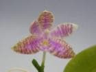 �ե���Υץ��� ��ǥޥ˥���<BR>Phal.luddemanniana�ڲ֤ʤ�����