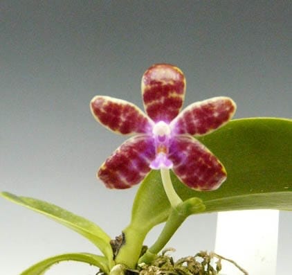 ファレノプシス バスティアニー<BR>Phal.bastianii【花なし株】 | 【苗