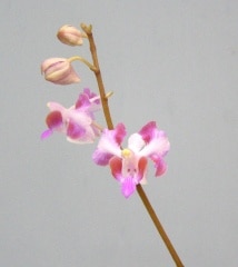 �ɥ�ƥ��� �ץ륱��� �����ˡ�Dor.pulcherrima var. aquinii�ڲ֤ʤ�����