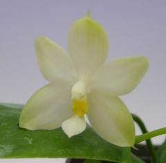 ファレノプシス ビオラセア アルバ<BR>Phal.violacea var. alba