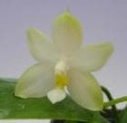 �ե���Υץ��� �ӥ��饻�� �����<BR>Phal.violacea var. alba�ڲ֤ʤ�����