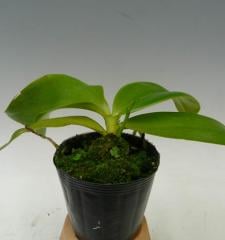 եΥץ ٥ΡPhal.venosaڲ֤ʤ