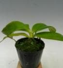 �ե���Υץ��� �٥Ρ���<BR>Phal.venosa�ڲ֤ʤ�����