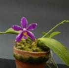 �ե���Υץ��� �ץ륯�� �ƥ���������<BR>Phal.pulchra ��Oscar�ǡڲ֤ʤ�����