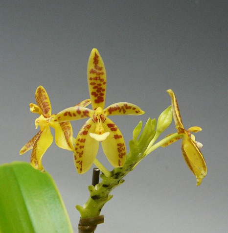 超大株 自然種 開花 洋蘭原種 胡蝶蘭 ファレノプシス ヒエログリフィカ