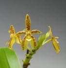 �ե���Υץ��� ����̥����<BR>Phal.cornu-cervi�ڲ֤ʤ�����