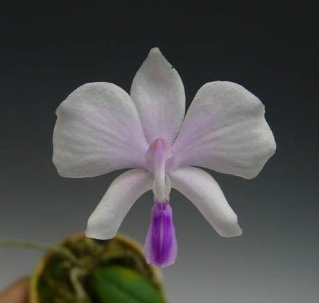 ファレノプシス ローウィー<BR>Phal.lowii【花なし株】 | 【苗 ファレノプシス ローウィー<BR>Phal.lowii【花なし株】 | 【苗