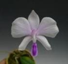 �ե���Υץ��� ����������<BR>Phal.lowii�ڲ֤ʤ�����