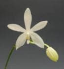 �ե���Υץ��� �ƥȥ饹�ԥ� ����٥å���<BR>Phal.tetraspis var. albescens�ڲ֤ʤ�����