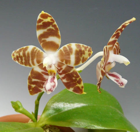 ファレノプシス アンボイネンシス 'ニコル'<BR>Phal.amboinensis