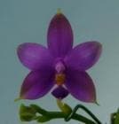 �ե���Υץ��� �ӥ��饻�� ����ǥ�����å�<BR>Phal.violacea var. indigo-red�ڲ֤ʤ�����