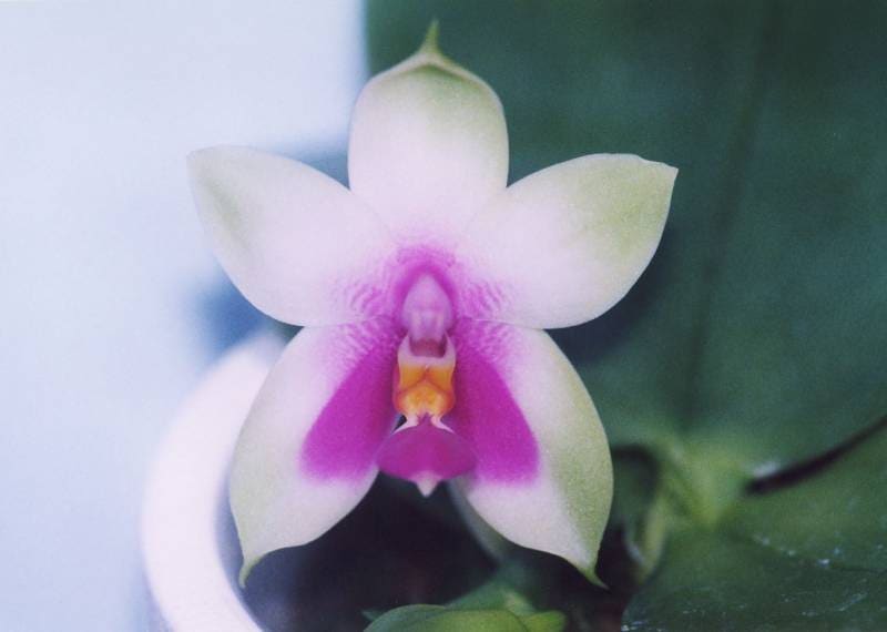 花なし株】 ファレノプシス ビオラセア Phal.violacea (=Phal.bellina