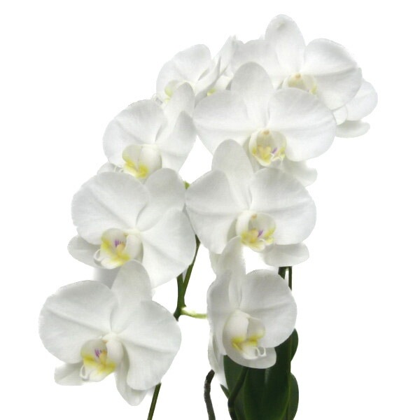 花なし株】 ファレノプシス アマビリス Phal.amabilis 原種 3号鉢 25cm