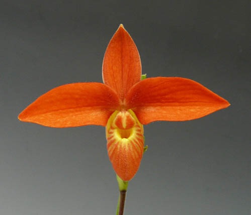 フラグミペディウム ハンボルティー フラグミペディウムとは｜育て方がわかる植物図鑑｜みんなの趣味の園芸