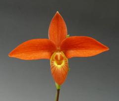 フラグミペディウム ハンボルティー フラグミペディウム ハンボルティー