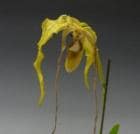 �ե饰�ߥڥǥ����� ����������<BR>Phrag.caudatum�ڲ֤ʤ�����