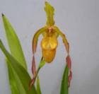 �ե饰�ߥڥǥ����� �ǥ�ȥꥢ<BR>Phrag.Demetria�ڲ֤ʤ�����