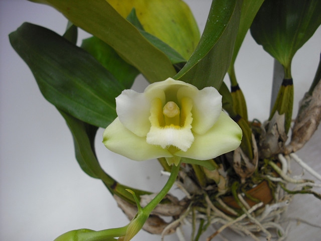 洋蘭 原種 着生蘭 野生蘭 ビフレナリア Bif. harrisoniae coerulea \'Cosmo Blue\' (OG) 珍しい淡青色花 蘭Bifrenaria、harrisoniae ビフレナリア 着生蘭 Bif Bifrenaria(Bif.) ビフレナリア属（世界のラン科植物）
