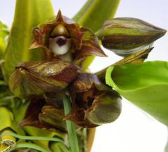 �ӥե�ʥꥢ �ƥȥ饴��Bif.tetragona�ڲ֤ʤ�����