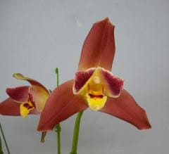 �ꥫ���� ��������������� �ƥ�����ǥ󥹥�����Lyc.Geyser Gold ��Golden Star�ǡڲ֤ʤ�����