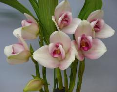 ꥫ 饯ۥLyc.Rakuhokuڲ֤ʤ