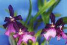 �ߥ�ȥ˥������ڥ����ӥꥹ<BR>Milt.spectabilis var. moreliana�ڲ֤ʤ�����