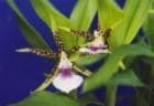 ѥʡ<BR>Aspasia lunataڲ֤ʤ