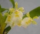 �ߥ�ȥ˥�����������å����������<BR>Milt.warcewiczii var. alba�ڲ֤ʤ�����